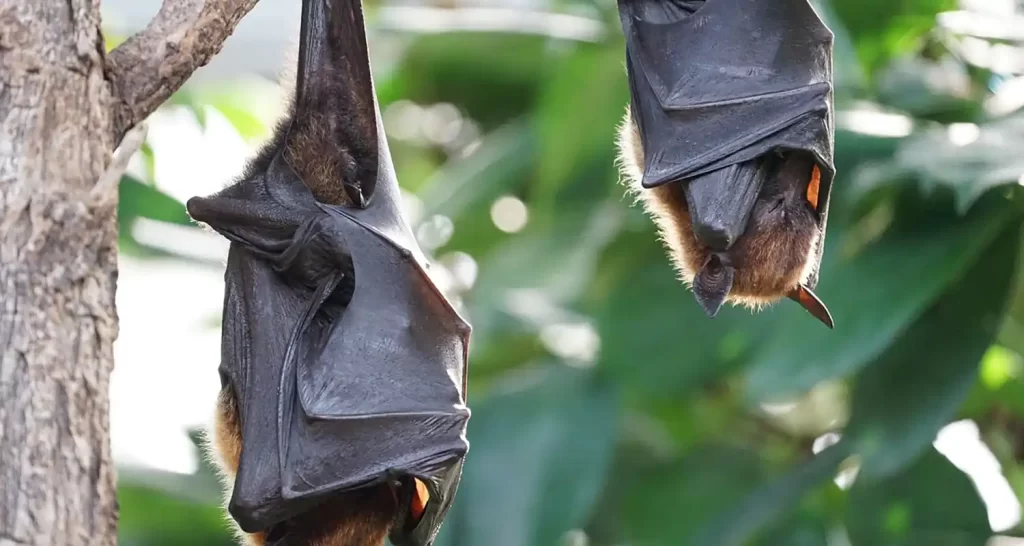 Cosa fare se si trova un pipistrello di giorno