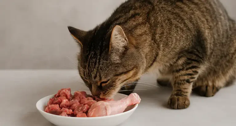 Cibo crudo per animali domestici: perché potrebbe essere una scelta pericolosa